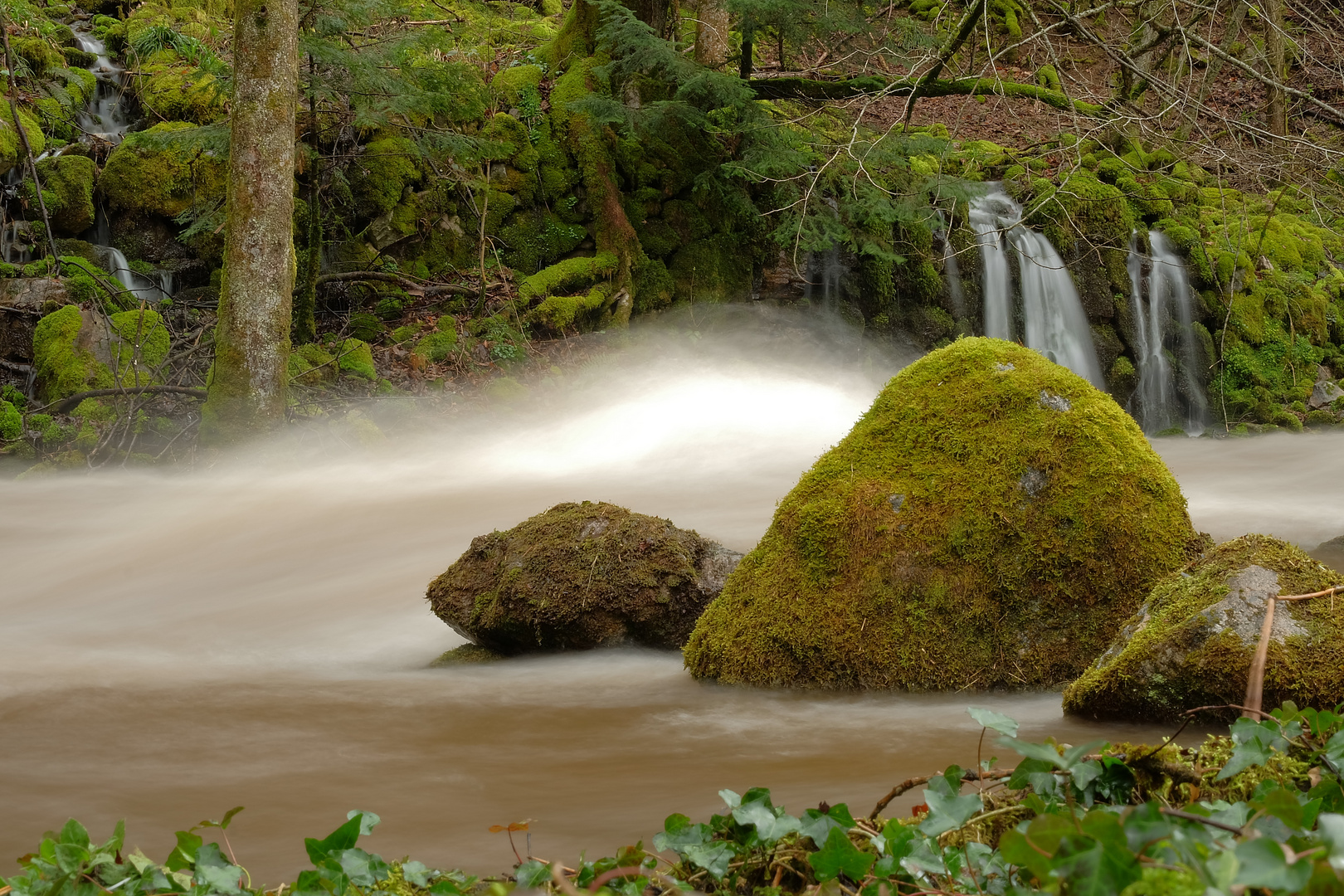 Schwarzwald- Bach