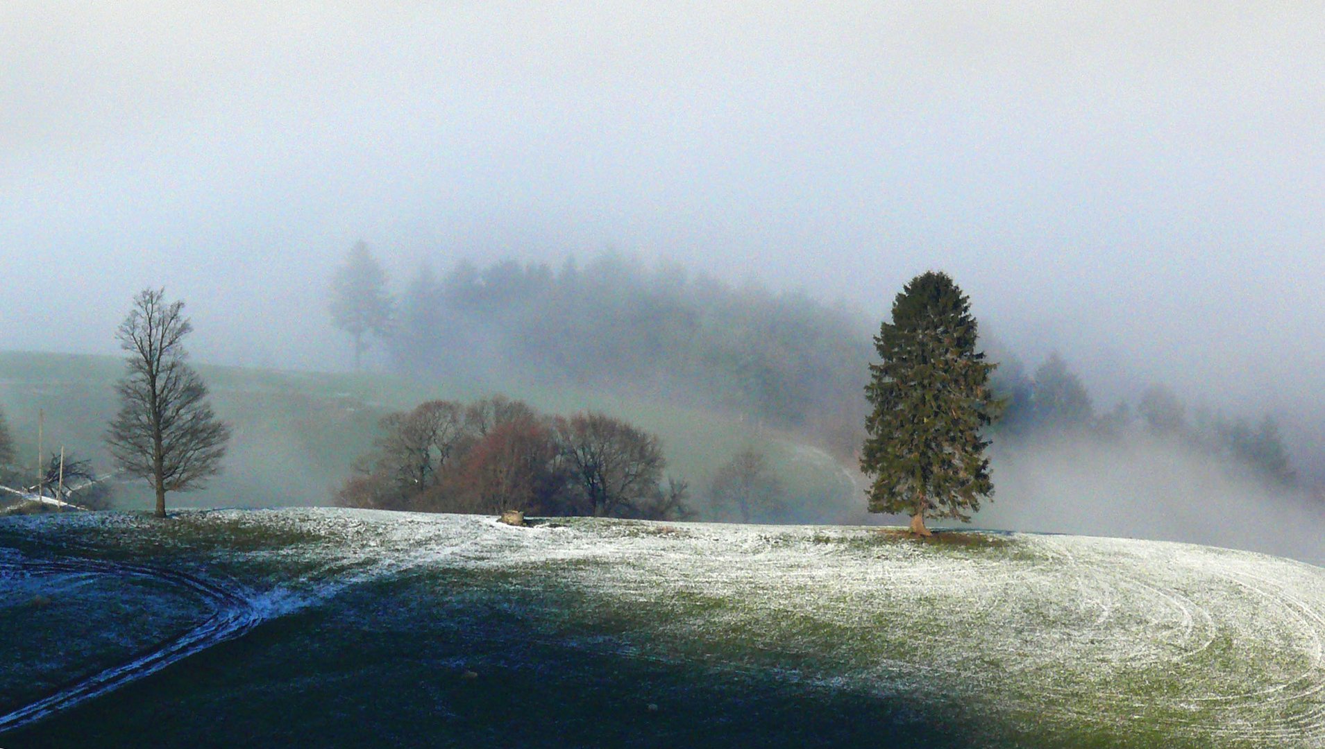 Schwarzwald bei Horben (Nähe Freiburg)