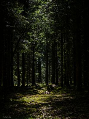 Schwarzwald-Black forrest