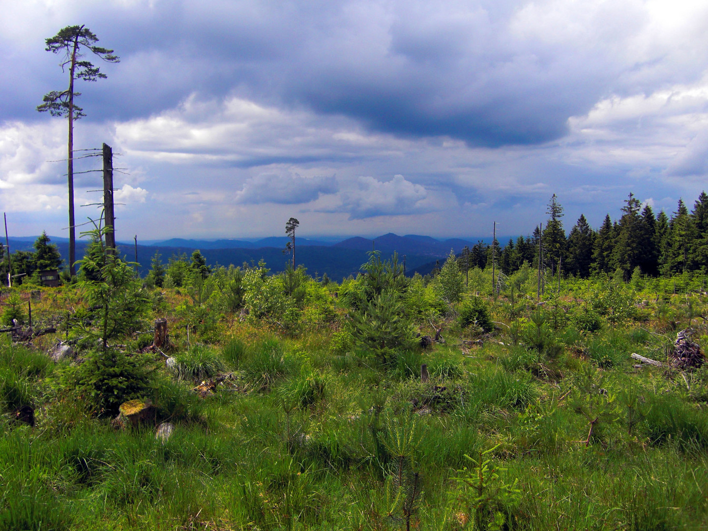 Schwarzwald