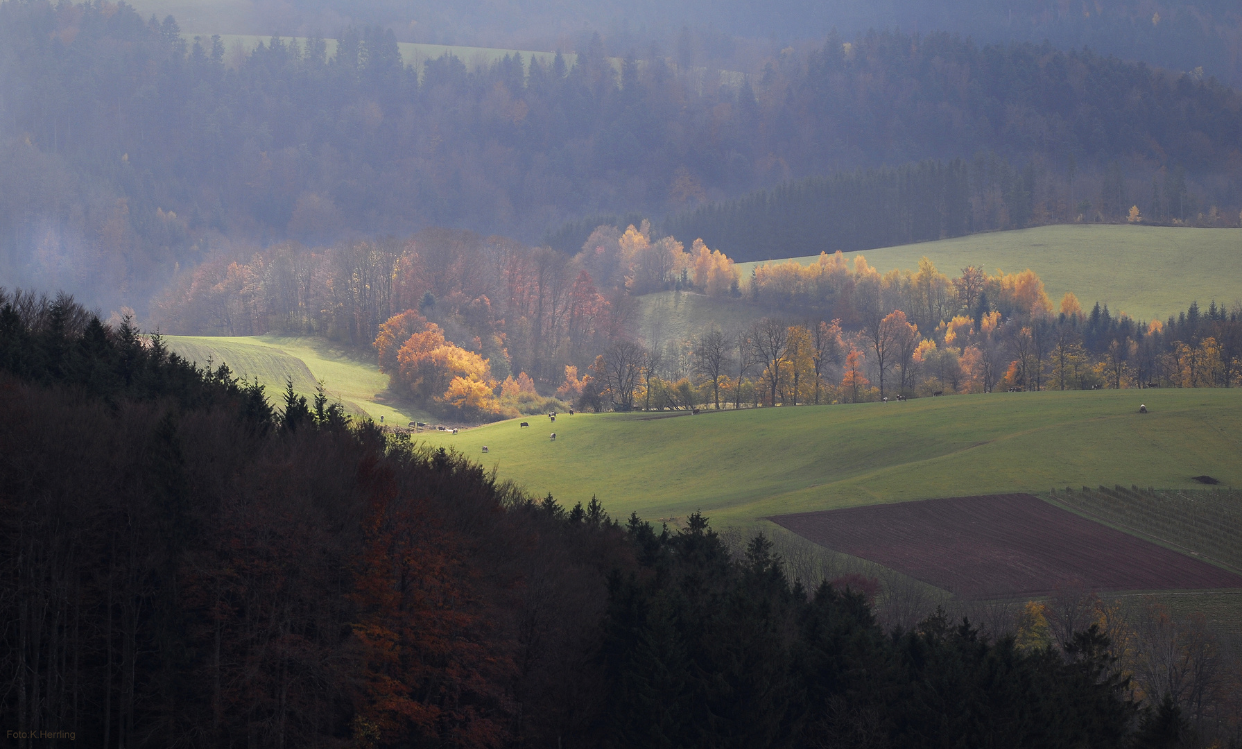 Schwarzwald