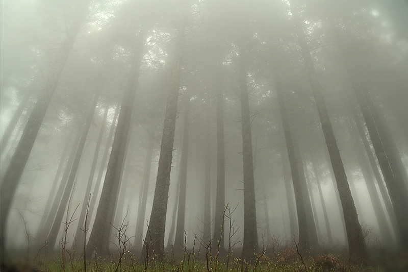 Schwarzwald by Vic Tor 