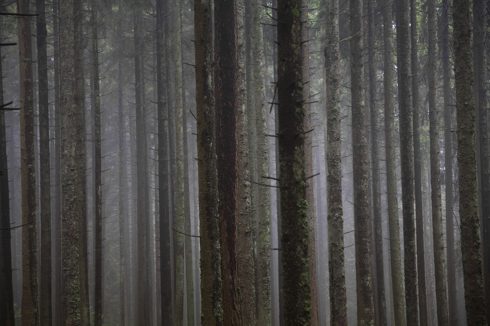 Schwarzwald