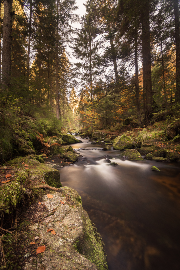 Schwarzwald