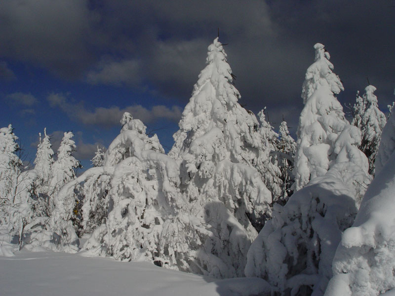 Schwarzwald