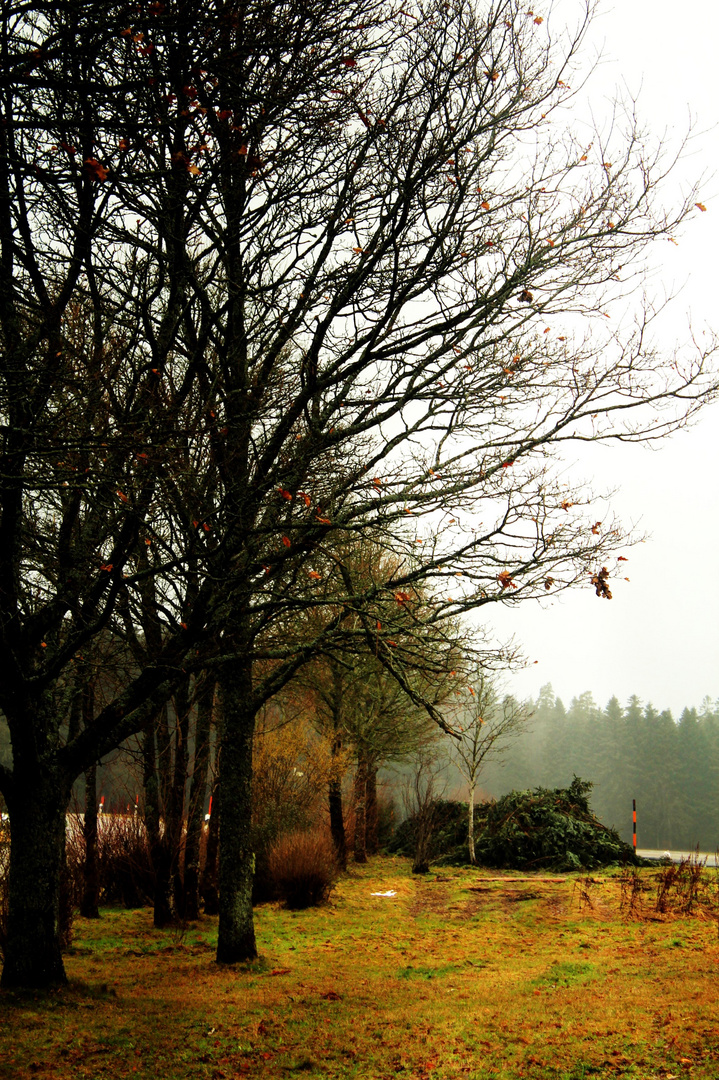 Schwarzwald Februar