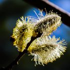 Schwarzwald Flora.