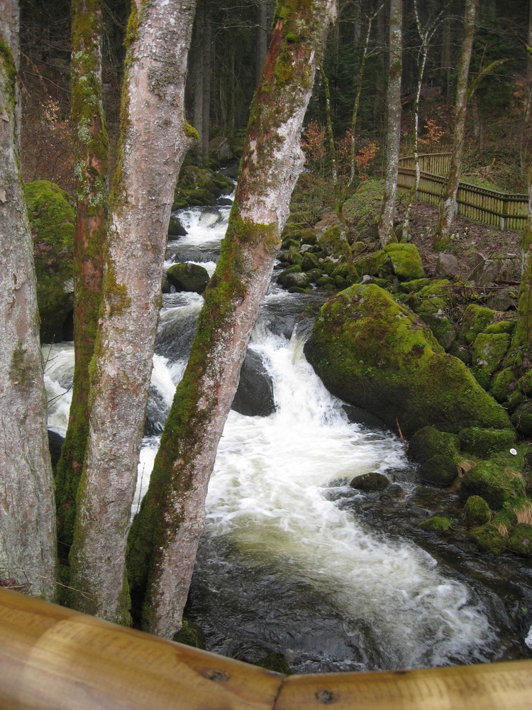 Schwarzwald (Foresta Nera, Marciana Silva)