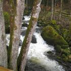 Schwarzwald (Foresta Nera, Marciana Silva)