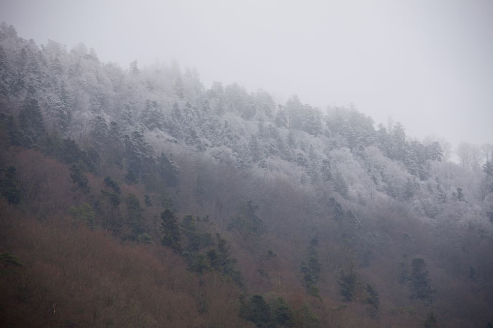 Schwarzwald früh morgens