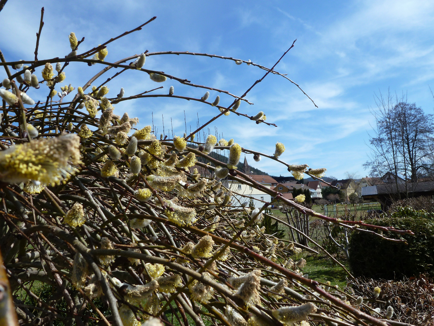 Schwarzwald, Frühling