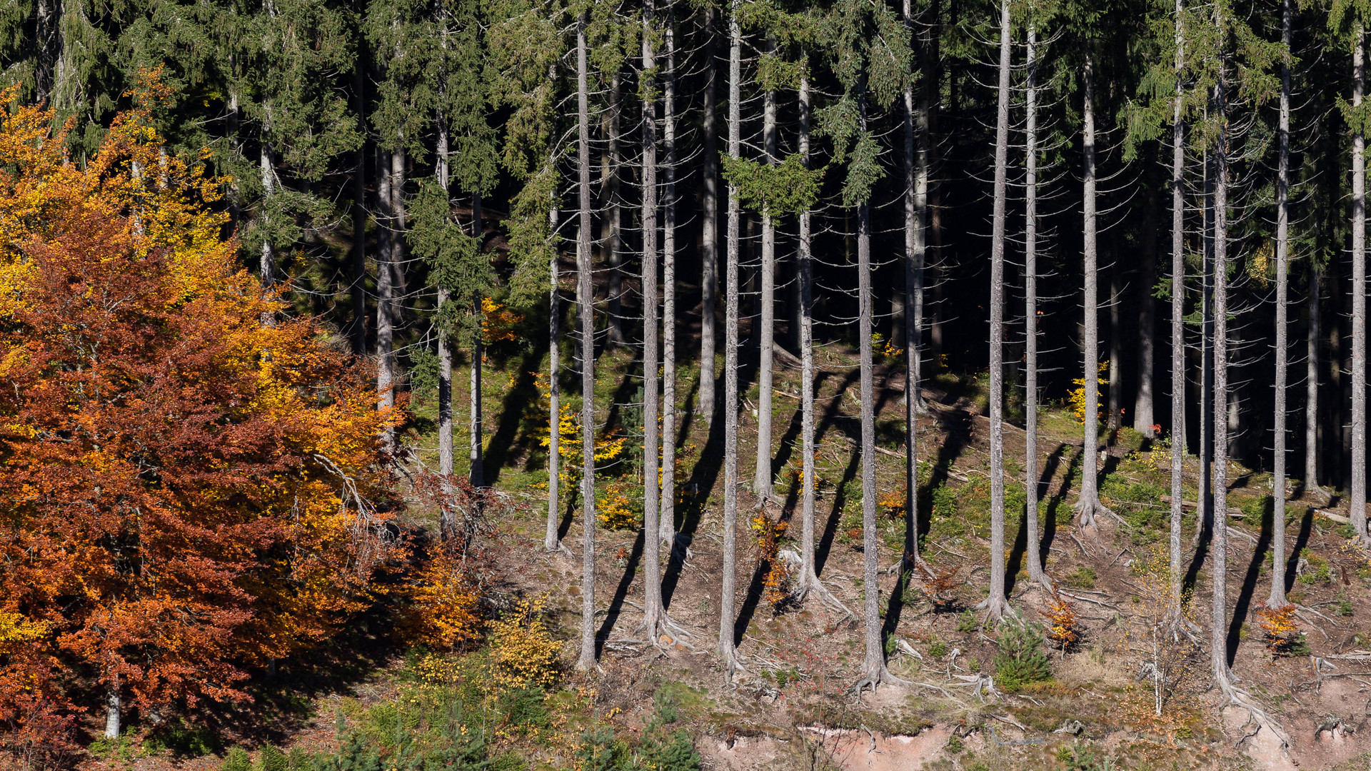 Schwarzwald - fünf nach zwölf