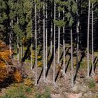 Schwarzwald - fünf nach zwölf