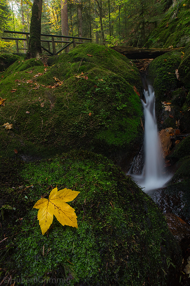 Schwarzwald-Herbst