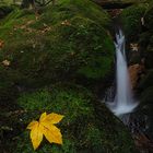 Schwarzwald-Herbst