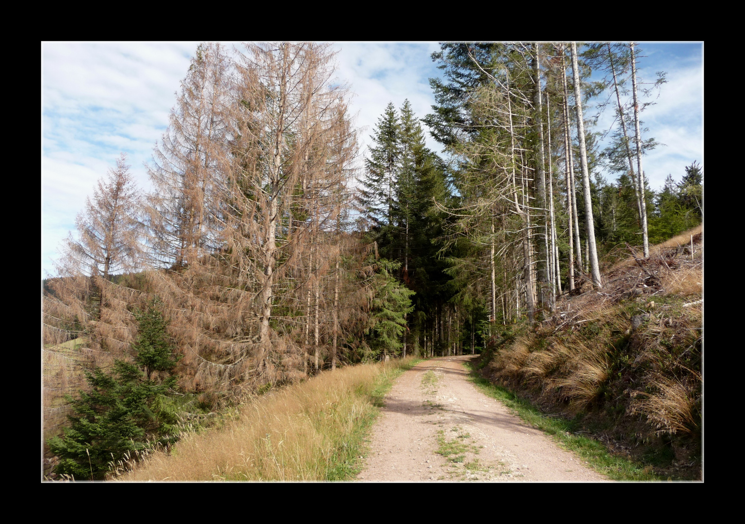 ~ Schwarzwald heute 2 ~