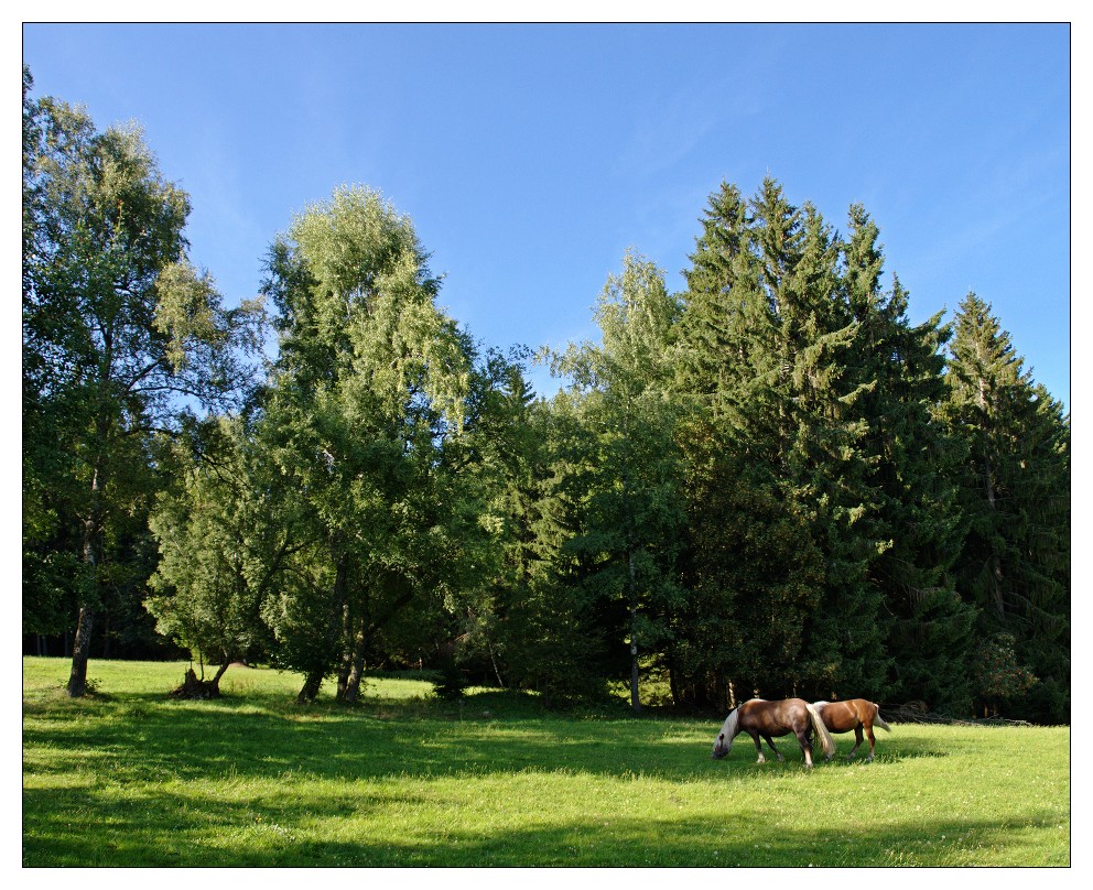 Schwarzwald I