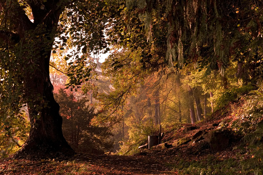 Schwarzwald idylle