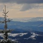 Schwarzwald im Dezember