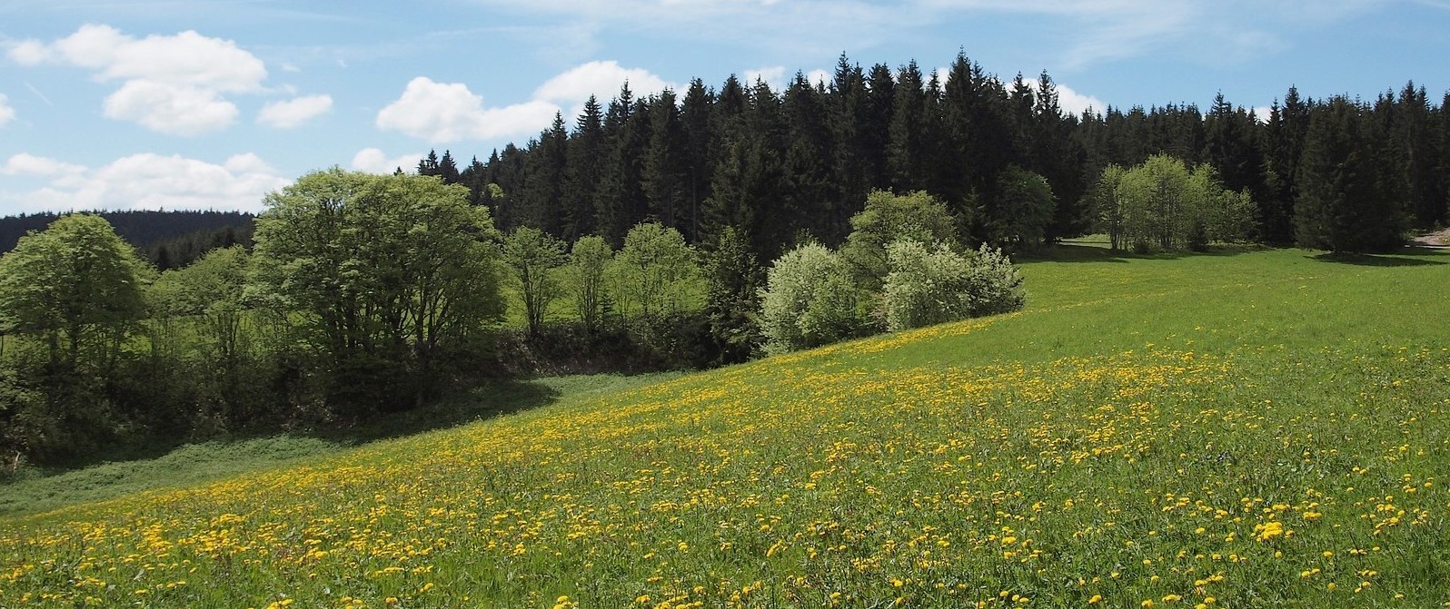 Schwarzwald im Frühling