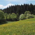 Schwarzwald im Frühling