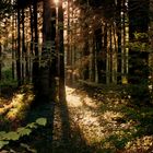 Schwarzwald im Herbst