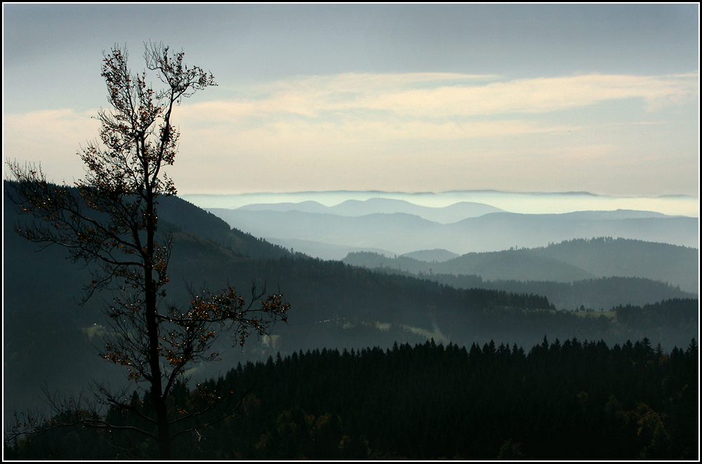 Schwarzwald im Herbstnebel