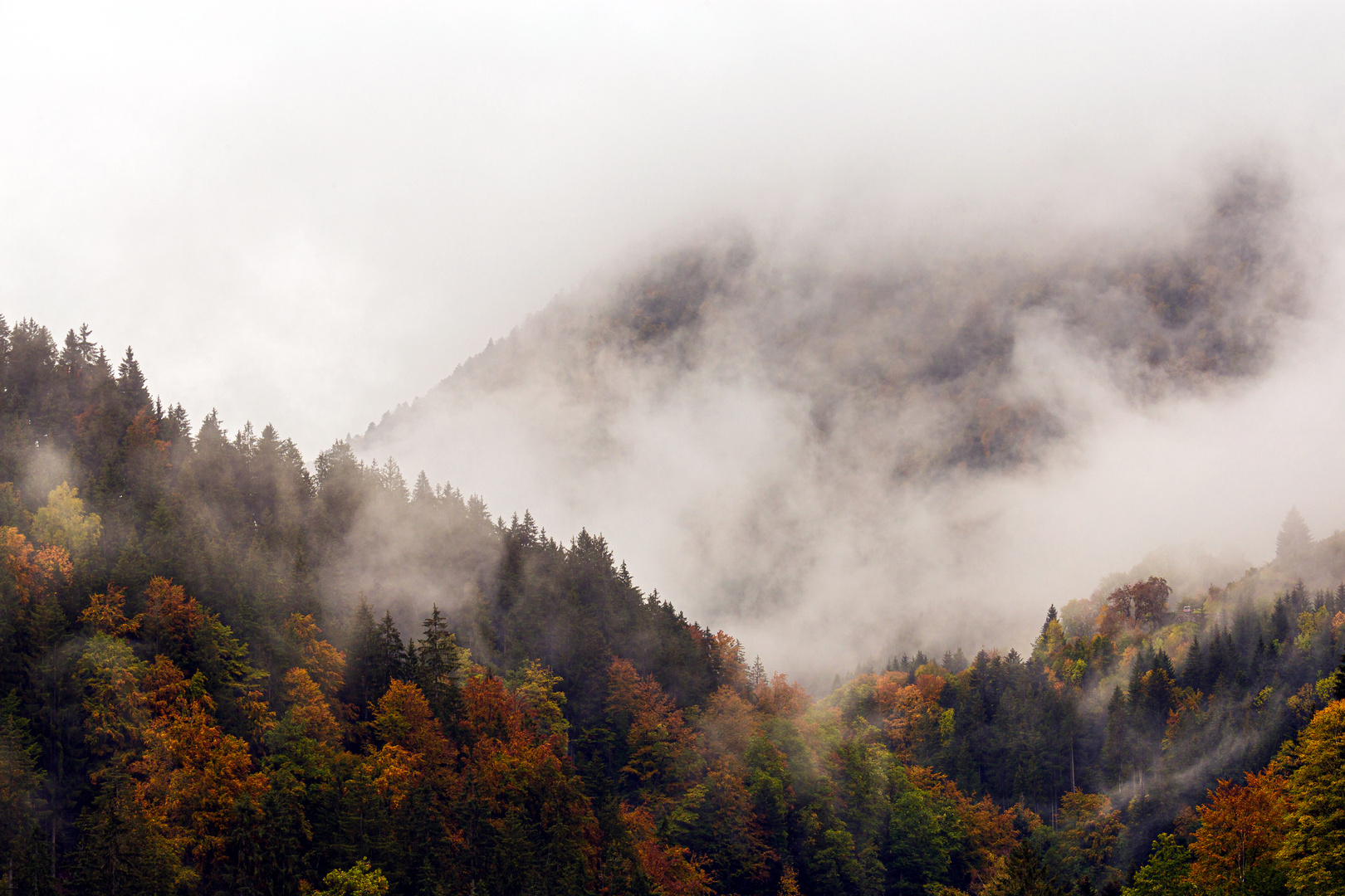 Schwarzwald im Herbstregen