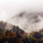 Schwarzwald im Herbstregen