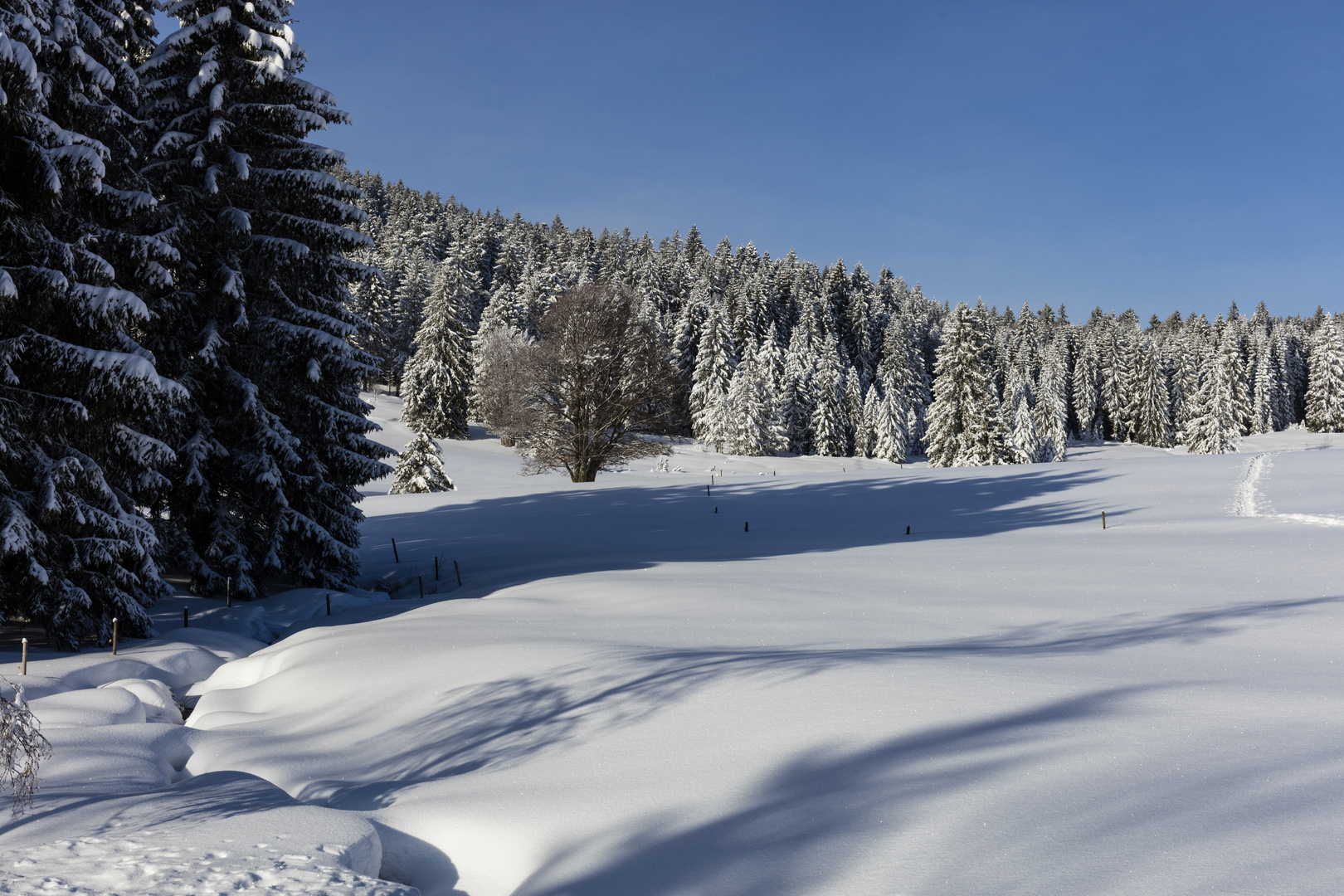 Schwarzwald im Januar