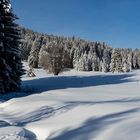 Schwarzwald im Januar