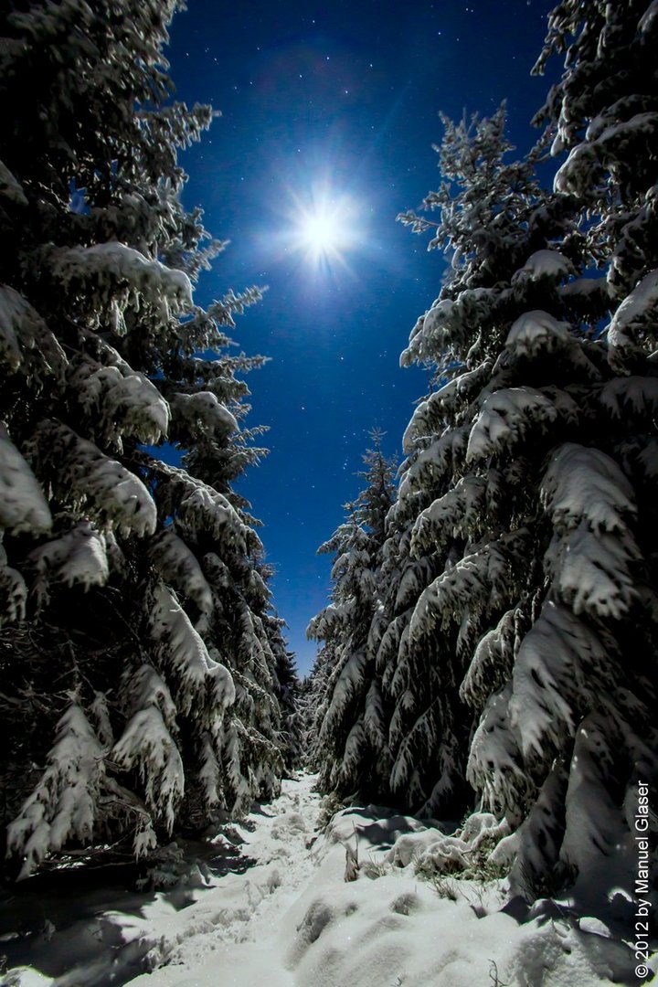 Schwarzwald im Mondschein