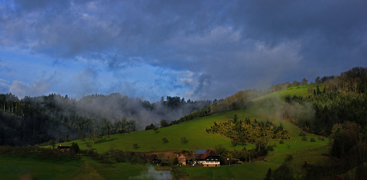 Schwarzwald im Morgendunst