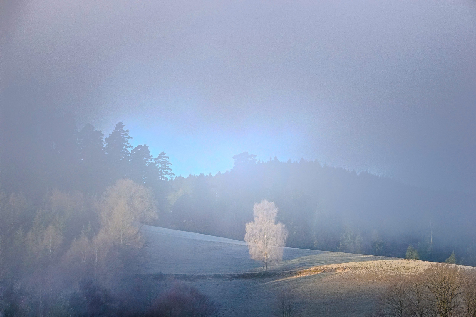 Schwarzwald im Nebel
