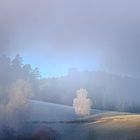 Schwarzwald im Nebel