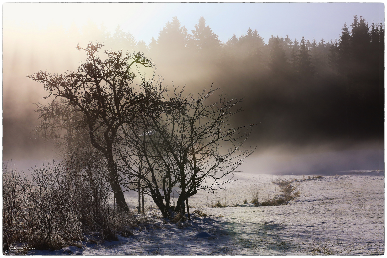 Schwarzwald im Nebel