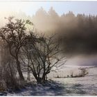 Schwarzwald im Nebel