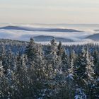 Schwarzwald im Nebel