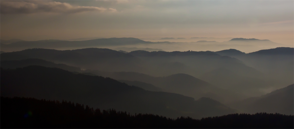 Schwarzwald im Nebel