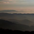 Schwarzwald im Nebel