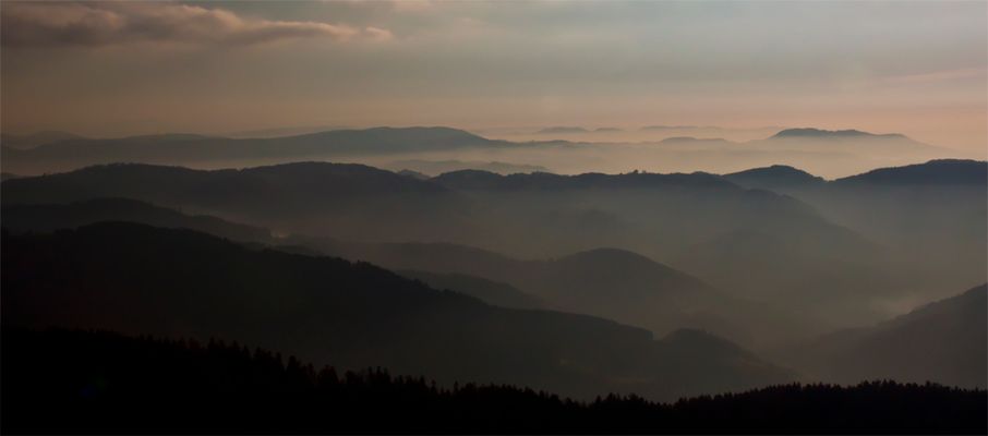 Schwarzwald im Nebel