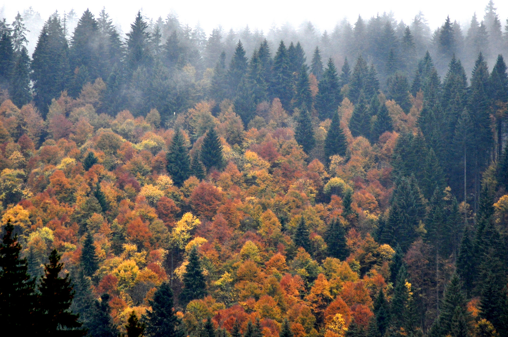 Schwarzwald im Nebel