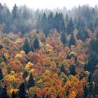 Schwarzwald im Nebel