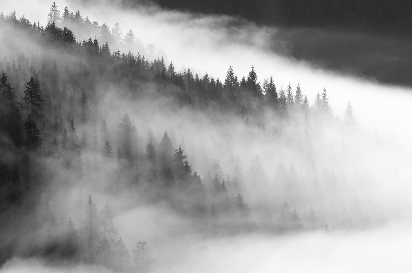 Schwarzwald im Nebel