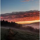 Schwarzwald im Nebel II