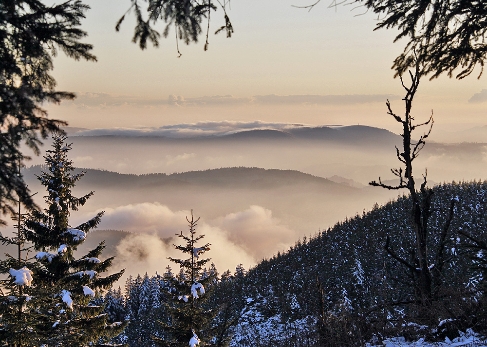 Schwarzwald im Nebelschleier