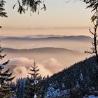 Schwarzwald im Nebelschleier