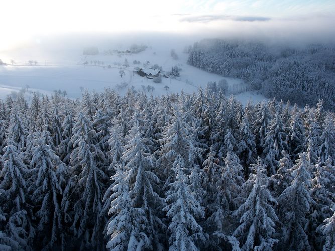 Schwarzwald im Schnee