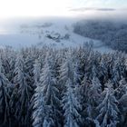 Schwarzwald im Schnee