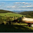 Schwarzwald im Sommer